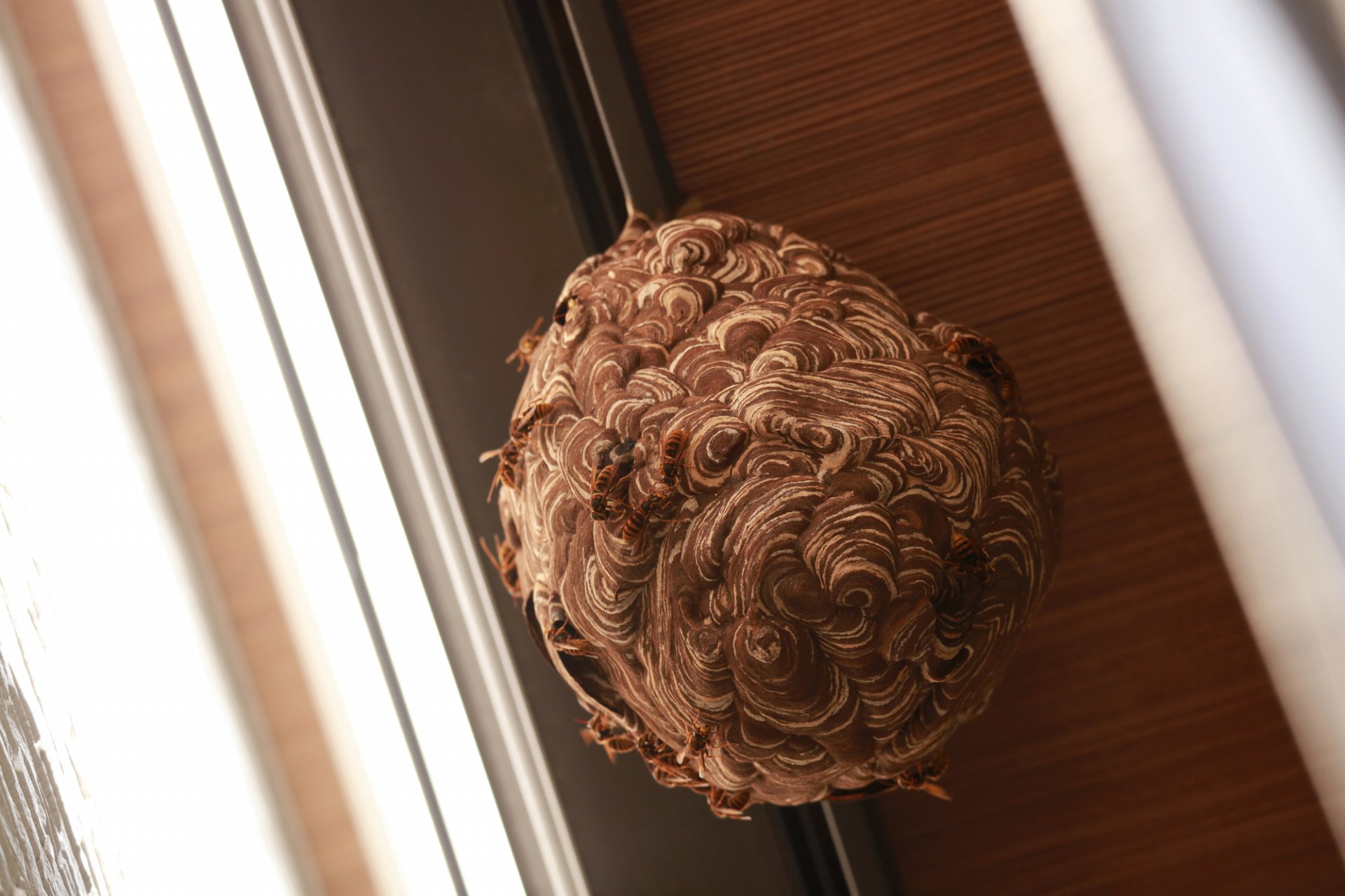 ハチの巣があって困る